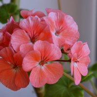 Соцветие. :: сергей ермошкин