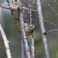 желтоголовый королек. :: юрий макаров