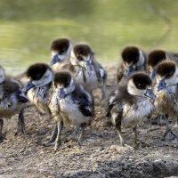 Нильский гусь. :: Alexander Amromin