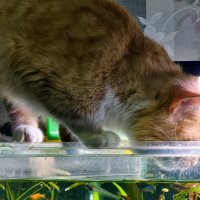 Рыжий разбойник на рыбалке :: Мариша Рыжий разбойник на рыбалке :: Мариша