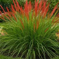 *** :: МАРИЯ ПОПОВА