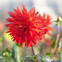 Осенний георгин. :: Лилия *