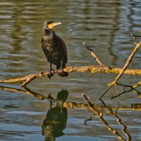 Баклан :: Jakob Dick