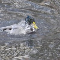 Поплескаться в водичке - удовольствие! :: Freddy 97