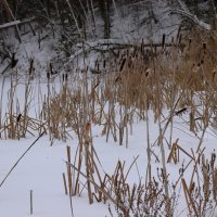 *** :: Александр Николаев