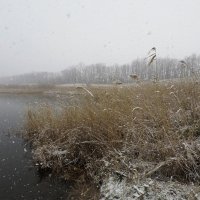 Снегопад. :: Александр. AVG100 ---