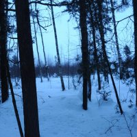 Вечер, лес, февраль, небольшой голубой туман... :: Михаил Елочкин