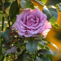 В моем саду :: елена беликова