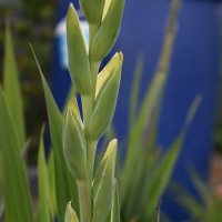 Гладиолус :: Дарья Шуклина