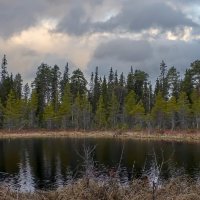 Тайга сибири :: Aleksey Afonin Тайга сибири :: Aleksey Afonin