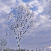 Одиночество берёзы :: Valziwa 