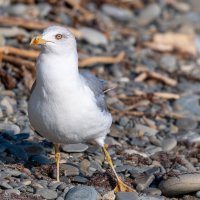 Морская чайка :: Владимир Лазарев