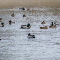 Утки :: Игорь Сикорский