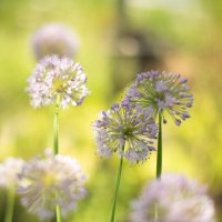 **** :: Светлана Попова