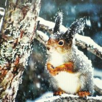 Белочка :: Людмила Смородинская Белочка :: Людмила Смородинская