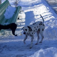 На свободе :: Юрий Гайворонскiий