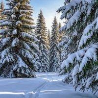 Лыжня .... :: Ravile 