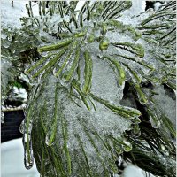 После ледяного дождя. :: Валерия Комова