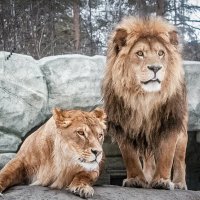 Ричард и Найтира :: Аркадий Лаптенко