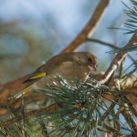 Зеленушки прилетели.... :: Sergey (Apg) Зеленушки прилетели.... :: Sergey (Apg)