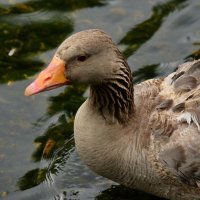 ... :: Анастасия Смирнова