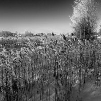 б/н :: Николай 