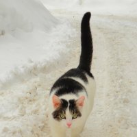 Шагая по дорожке :: Андрей Снегерёв