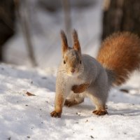Хвост-помпон и зимние приключения. :: Вадим Басов