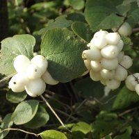 Снежноягодник :: Freddy 97