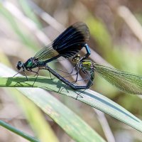 **** :: Андроник Александр 