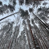 корабельные сосны :: Galina 