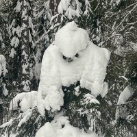 полярная сова :: Galina 