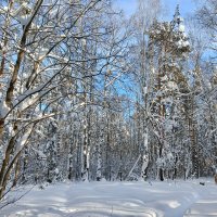 собачка спряталась :: Владимир 