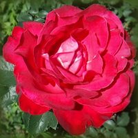 Роза красная :: Елена Сухорученкова