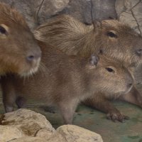 Капибарки :: <<< Наташа >>>