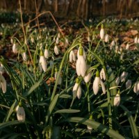 Грядущее... :: Николай Гирш