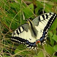 опять про бабочек...445 :: Александр Прокудин