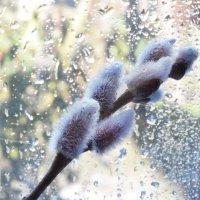 Первые вестники весны... :: Надежда Куркина 