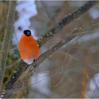" Атаман " :: Валентин Котляров