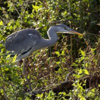 Бльшая голубая цапля. :: Alexander Amromin