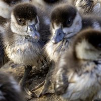 Нильские гуси. :: Alexander Amromin