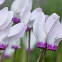 февраль :: Осень 