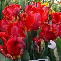 Тюльпаны :: Лидия Бусурина