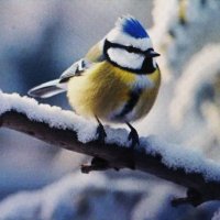 Красавица лазоревка :: Людмила Смородинская