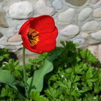 просто тюльпан :: Aleksandr .