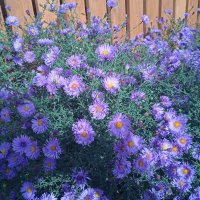 октябринки :: Елена Шаламова