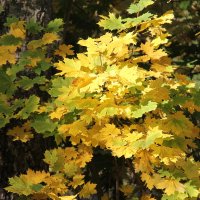 ОСЕННЯЯ ЗАРИСОВКА :: Валентина 