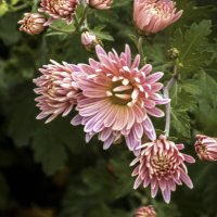 Розовые  хризантемы :: Валентин Семчишин