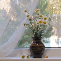 Ромашки октября... :: Татьяна Гнездилова