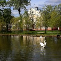 Лебеди :: Владимир Гришин Лебеди :: Владимир Гришин